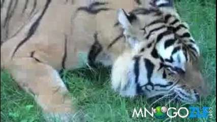 Тигър яде трева