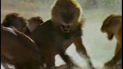- Lion Fight! - Animal Planet 