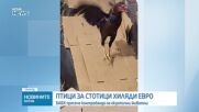 Заловиха контрабанда на екзотични птици за стотици хиляди евро на „Дунав мост“