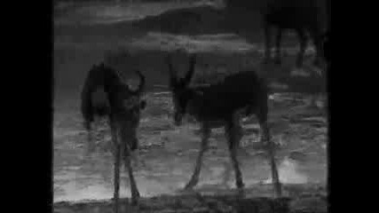 Antelope Animated Drawing