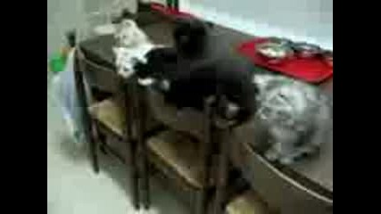котки