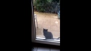 Смях! Котка скача по прозорец!