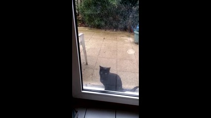 Смях! Котка скача по прозорец!