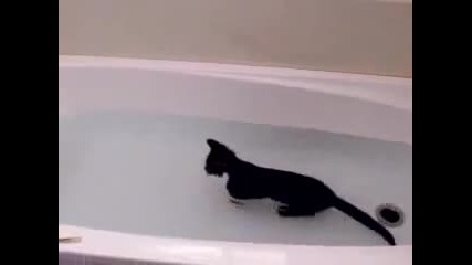 crazy cat loves water 