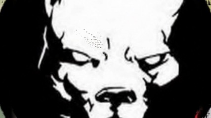 pitbuli 