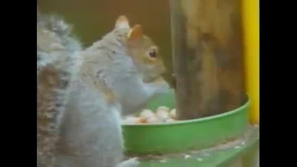 Squirrel on an Impossible Reggae Mission