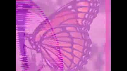 Buterfly!