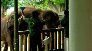 Спасяване на слончета сираци ("Без багаж")