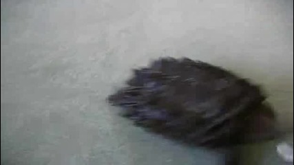 Хищна костенурка