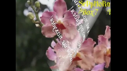 Като Орхидея - Зорница Петровска