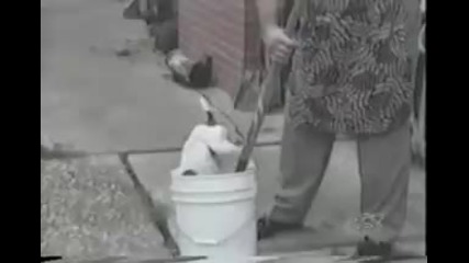 смешни животни
