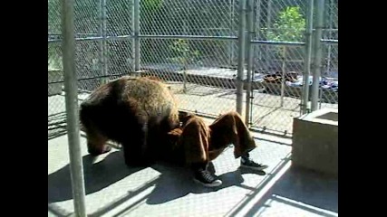 Jackass The Lost Tapes - Bear Wrestling 