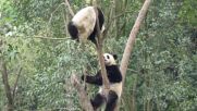 Игриви панди показаха завидни умения в катеренето (ВИДЕО)