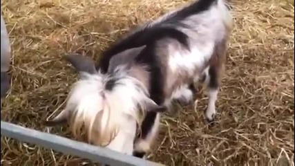 Кудкудякащо козле стана хит в нета