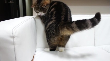 Котето Мару си играе на дивана..