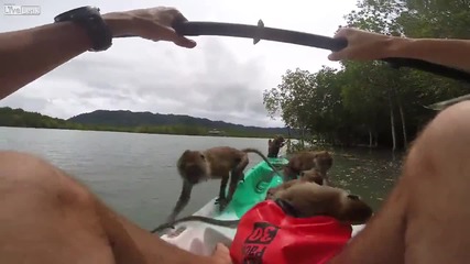 Маймуни нападат лодка и изяждат храната