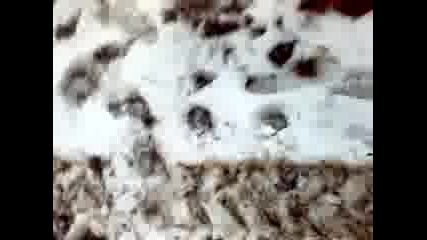 03032009061.mp4
