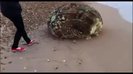 Цунами изхвърли на брега странно животно..
