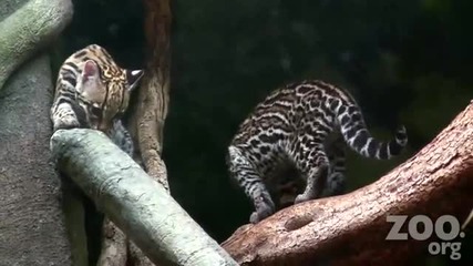Cute Baby Ocelot Kittens Exhibit Intro