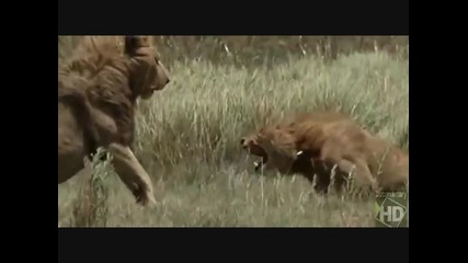 Борба за надмощие - Лъвове.