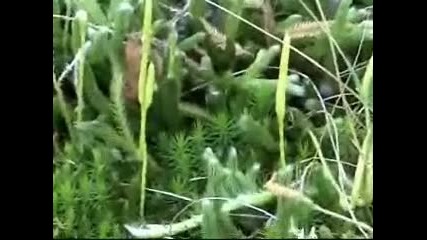 Lycopodium clavatum