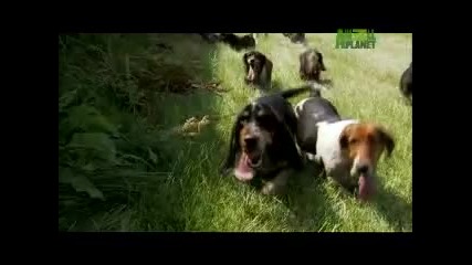 Dogs 101 - Basset Hound 
