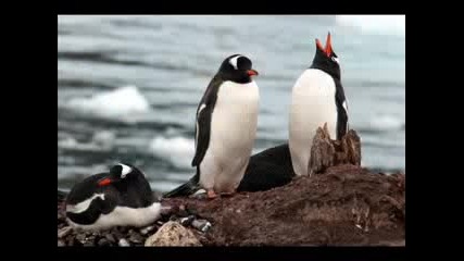 Tanca Na Pingvinite