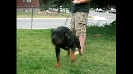 Rocco the Rottweiler - Aggressive alert
