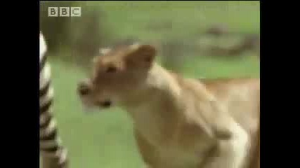 Bbc Zebra Hunting - 5 Big Cats and a Camera 
