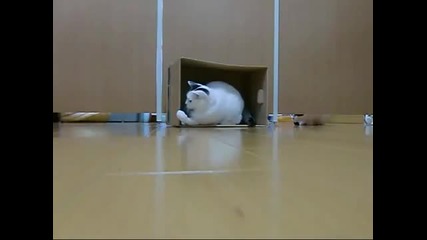 Kотки играят футбол - смях