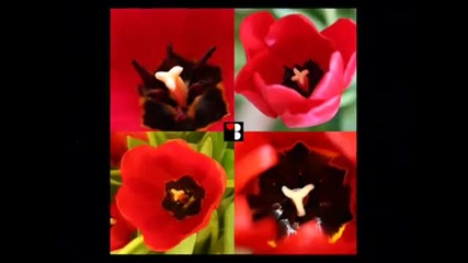 Flowers Collection 