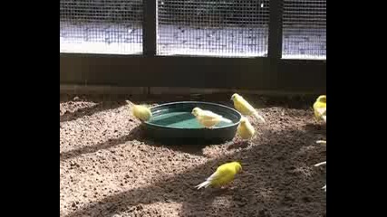 канарчета се къпят 