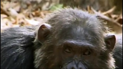 Smash and Grab Chimps - Apes in Danger - Bbc