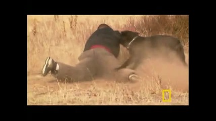 Dog Attack Styles