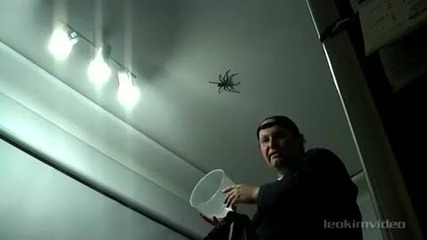 Голям паяк атакува баща