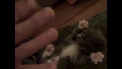 Изненадваща Котка - Най сладката котка 