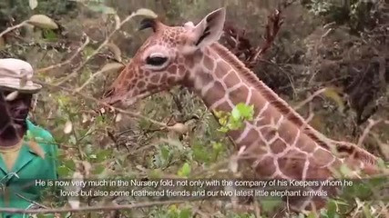Хора от приюта в Найроби спасяват бебе жираф на една седмица изоставен от майка си