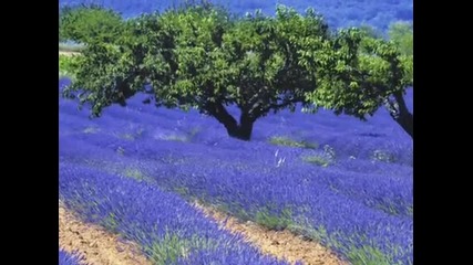 Joshua Bell - Ladies in Lavender 