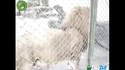 Лъв имитира куче много добре 