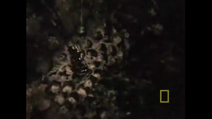 National Geographic - Пчели Убийци