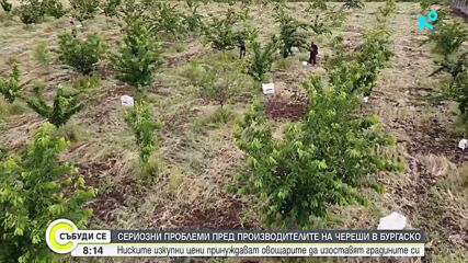 Ниски изкупни цени и скъп труд принуждават овощари в Бургаско да изоставят градините си