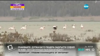 Рядко черно фламинго беше забелязано в Кипър