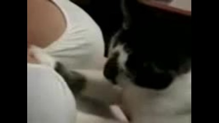 Ах, че палаво коте ;d