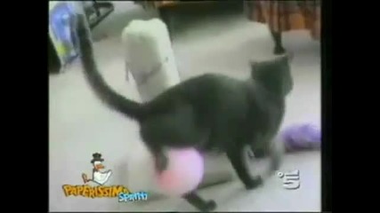 Невероятно смешна компилация с котки