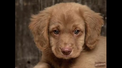 Симпатични Животинчета