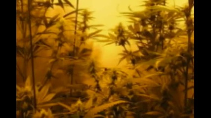Cypress Hill Hits From The Bong 