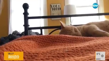 Как да събудим котето?