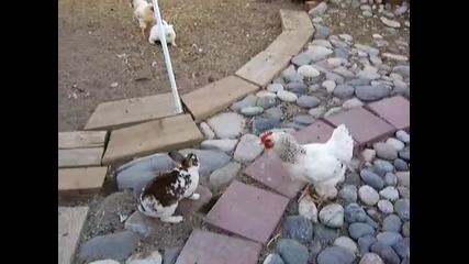 Пилета Полицаи Разтървават Биещи се Зайчета