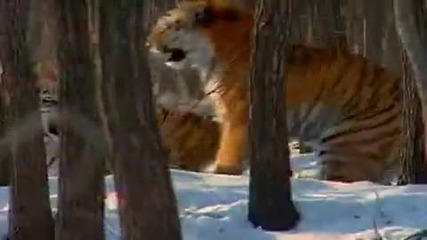 Nature's Perfect Predator Tiger