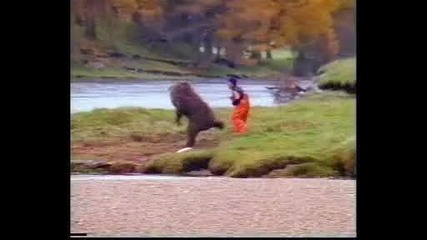 Bear 